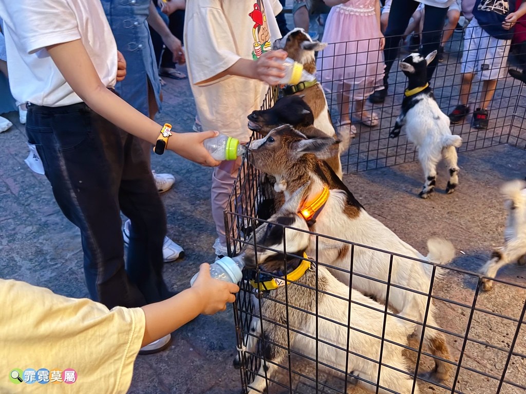 20251031-4737g 20251031-4737g