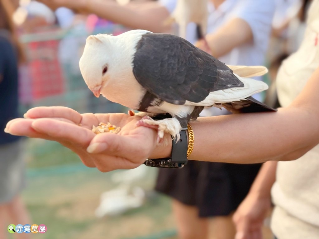 20251031-ip7vn 20251031-ip7vn