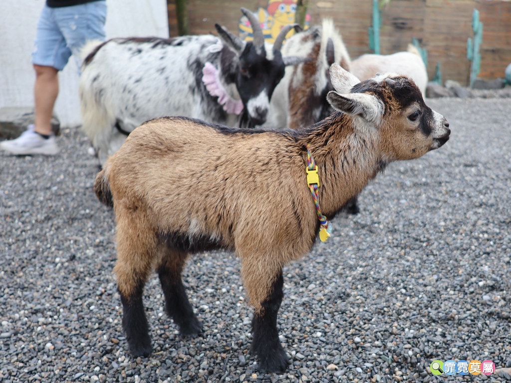 20251031-d8olc 20251031-d8olc