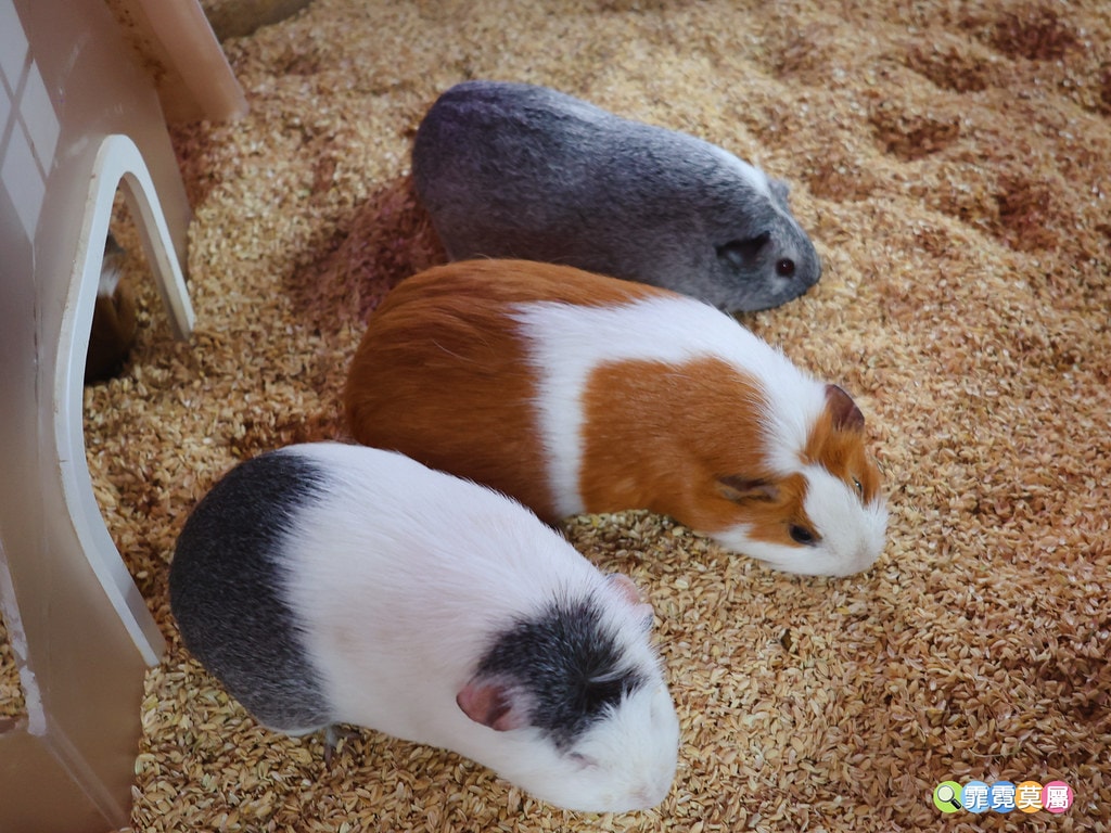 20251031-oqx5s 20251031-oqx5s