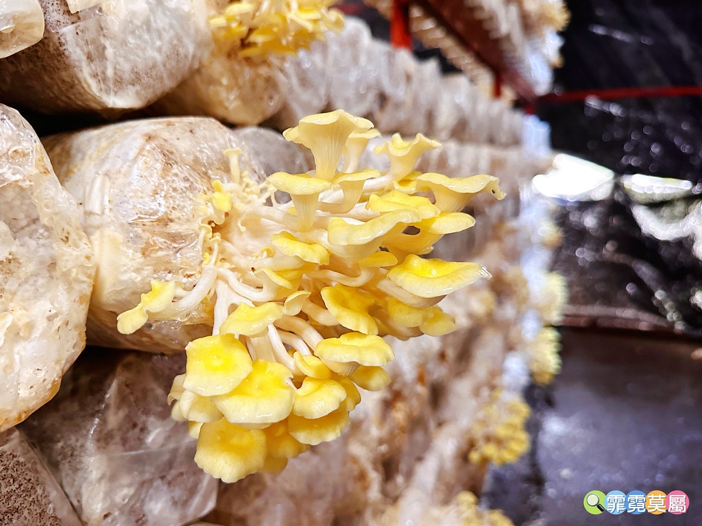 ★南投免費親子景點★ 豐年靈芝菇類生態農場,免門票參觀還有免 S__110510112_0