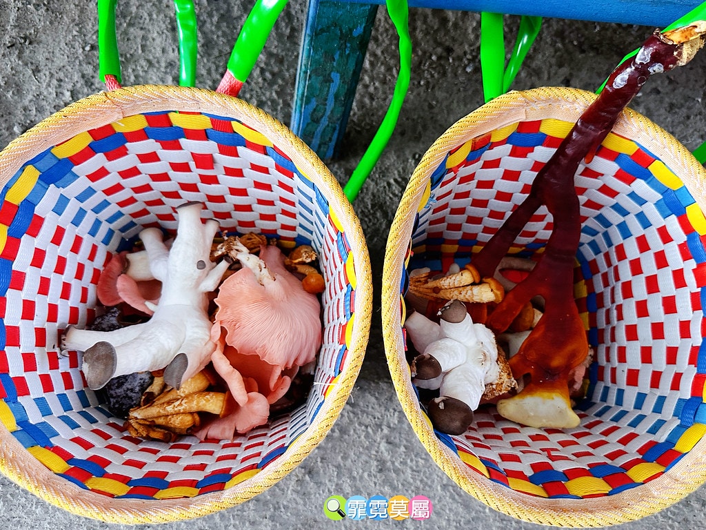 ★南投免費親子景點★ 豐年靈芝菇類生態農場,免門票參觀還有免 S__110510097_0