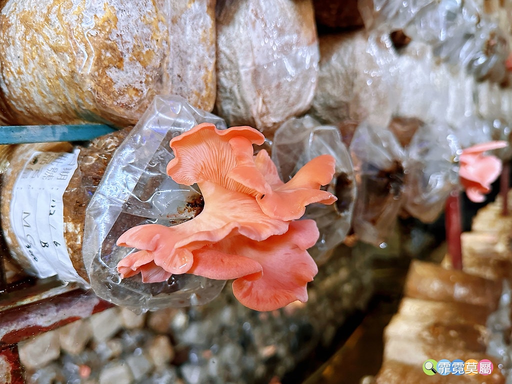 ★南投免費親子景點★ 豐年靈芝菇類生態農場,免門票參觀還有免 S__110510113_0