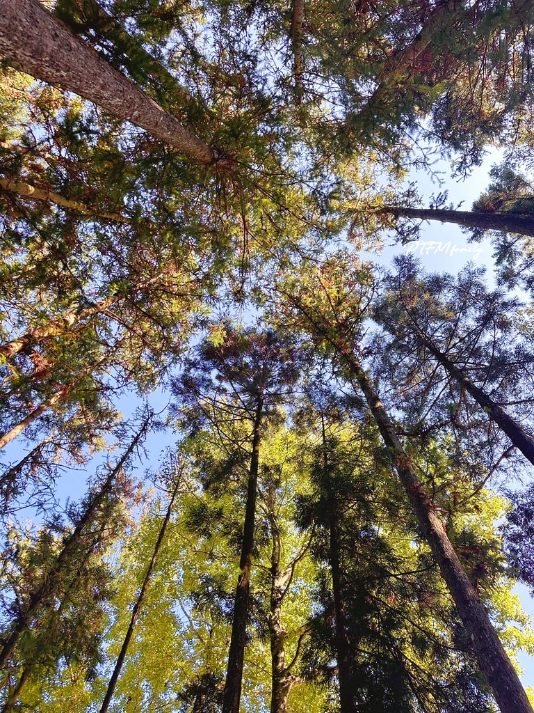 ★新竹景點★ 森窯have a picnic,森林系環境的窯 S__110780472_0