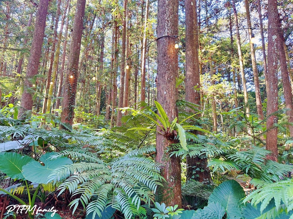 ★新竹景點★ 森窯have a picnic,森林系環境的窯 S__110780477_0