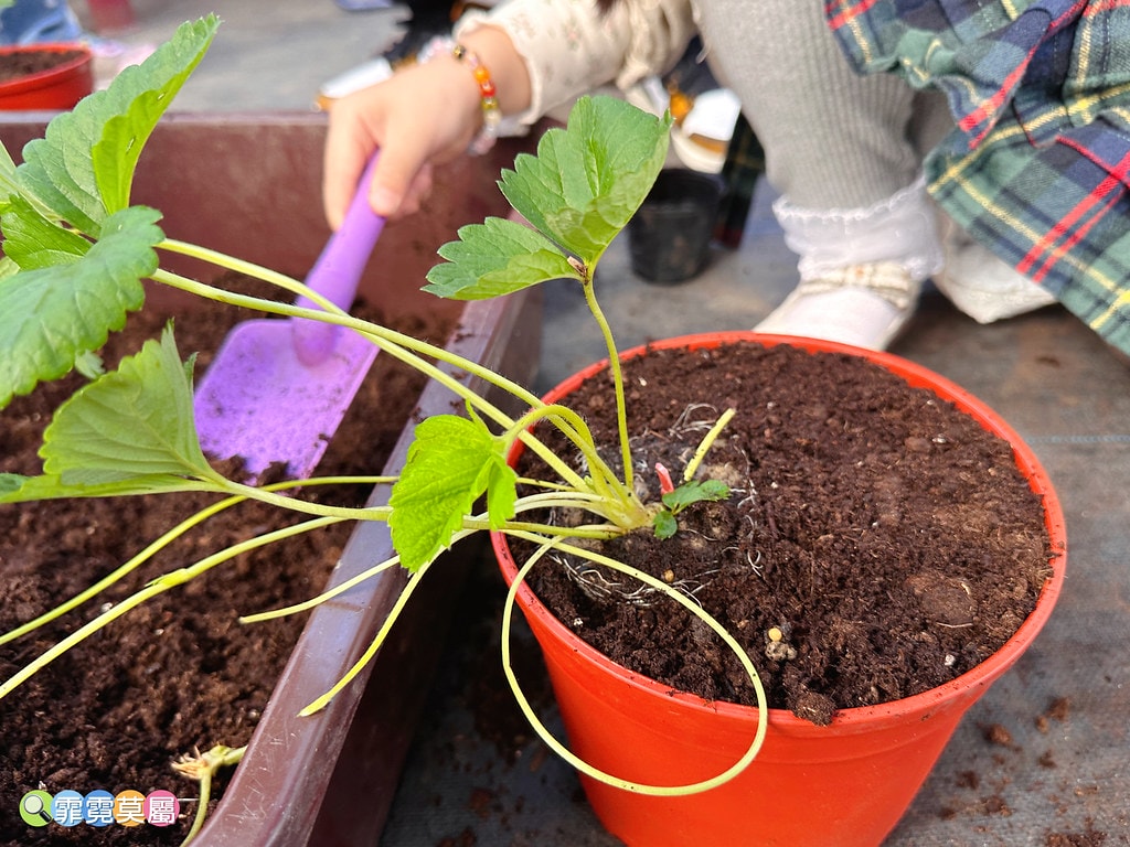 ★台北親子景點★ 內湖草莓園(內湖休閒農園),冬天限定小小草 S__111165474_0