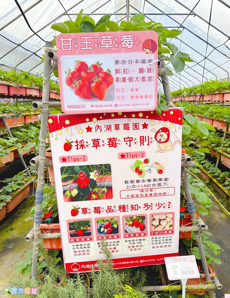 ★台北親子景點★ 內湖草莓園(內湖休閒農園),冬天限定小小草 S__111165511_0