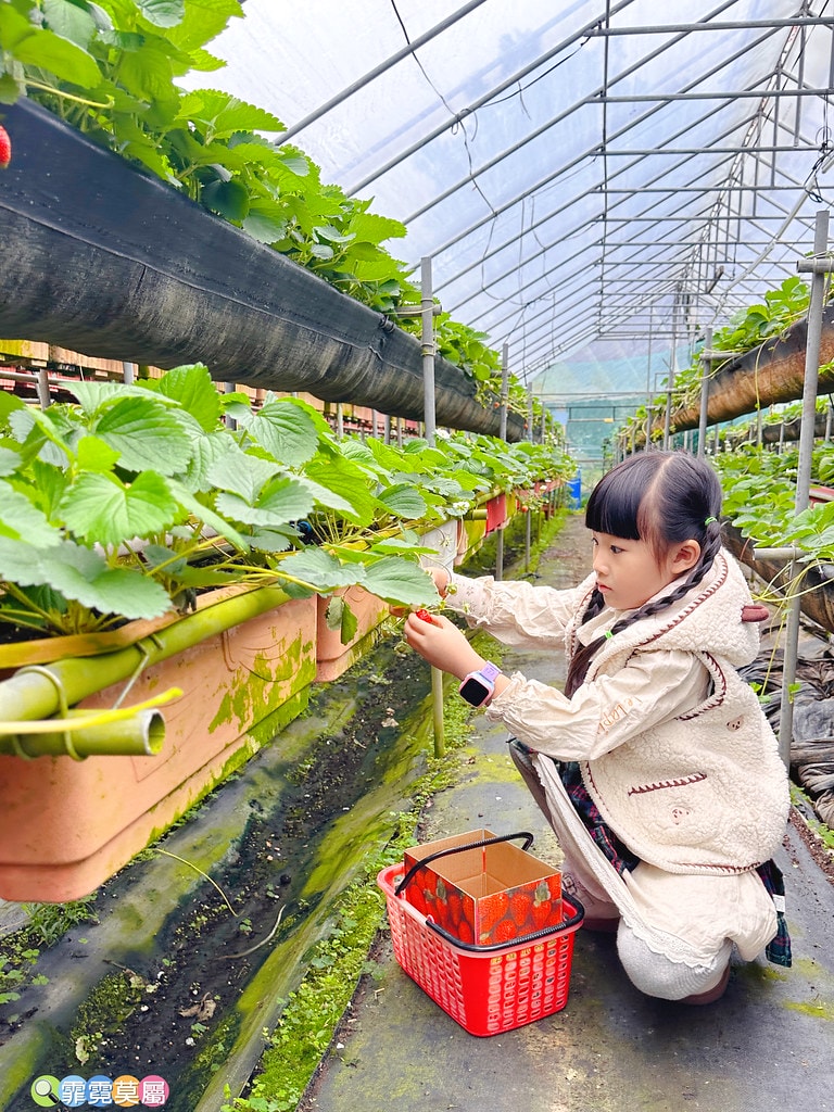 ★台北親子景點★ 內湖草莓園(內湖休閒農園),冬天限定小小草 S__111165504_0