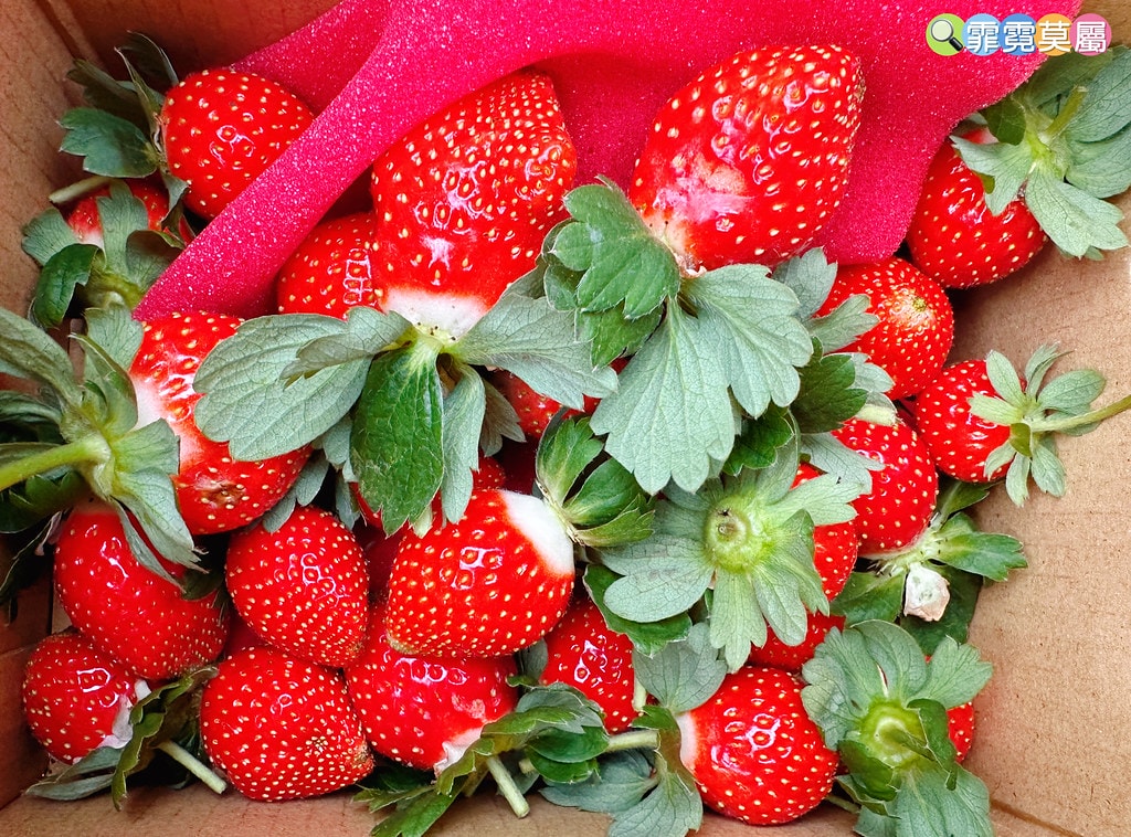 ★台北親子景點★ 內湖草莓園(內湖休閒農園),冬天限定小小草 S__111165502_0