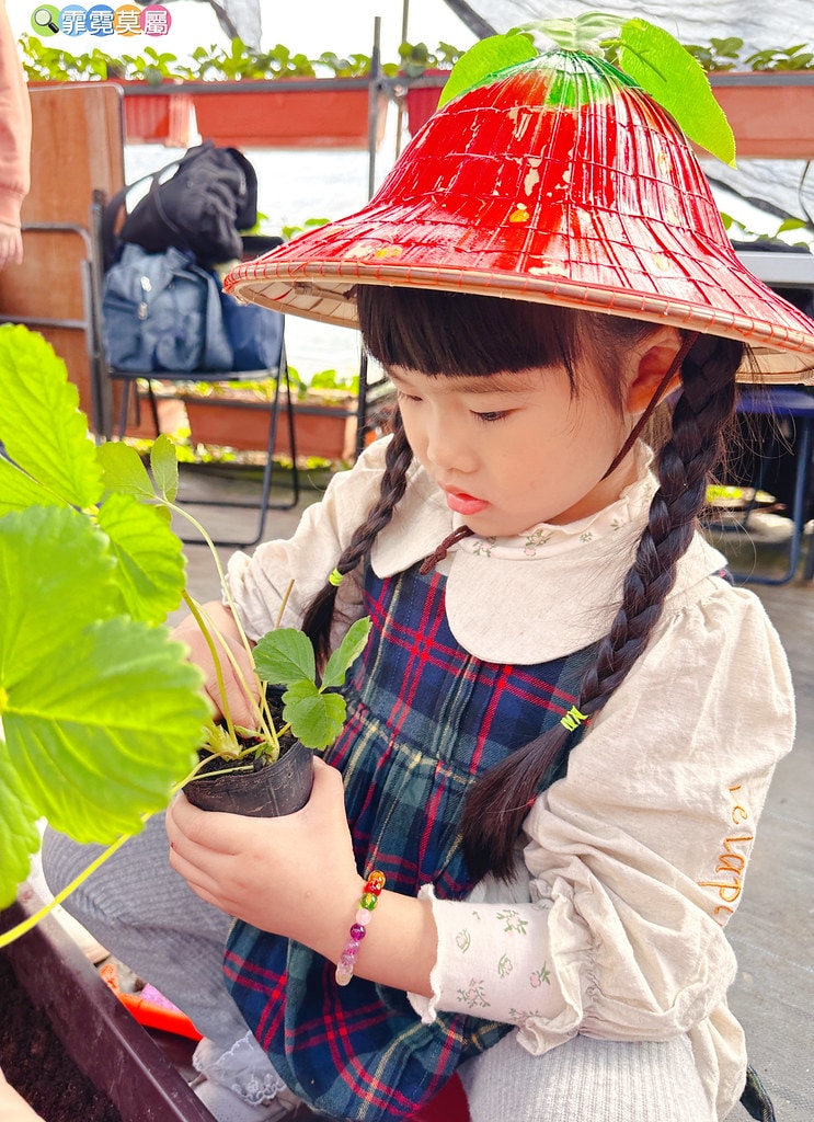 ★台北親子景點★ 內湖草莓園(內湖休閒農園),冬天限定小小草 S__111165478_0
