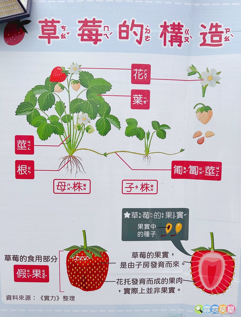 ★台北親子景點★ 內湖草莓園(內湖休閒農園),冬天限定小小草 S__111165508_0