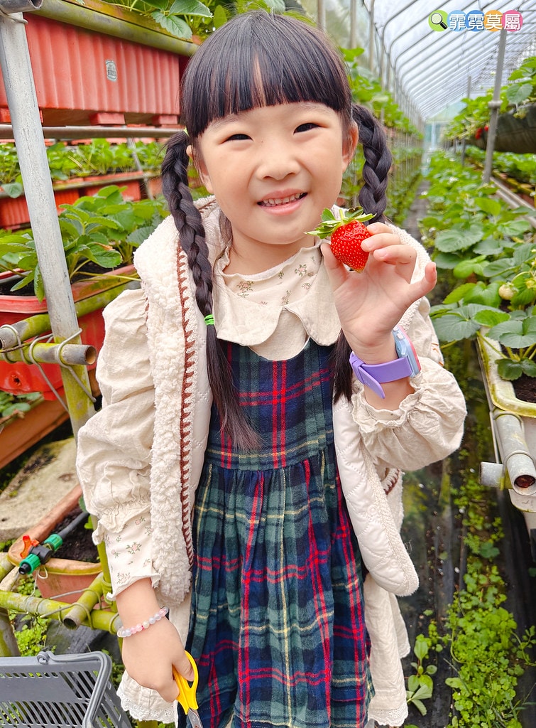 ★台北親子景點★ 內湖草莓園(內湖休閒農園),冬天限定小小草 S__111165506_0
