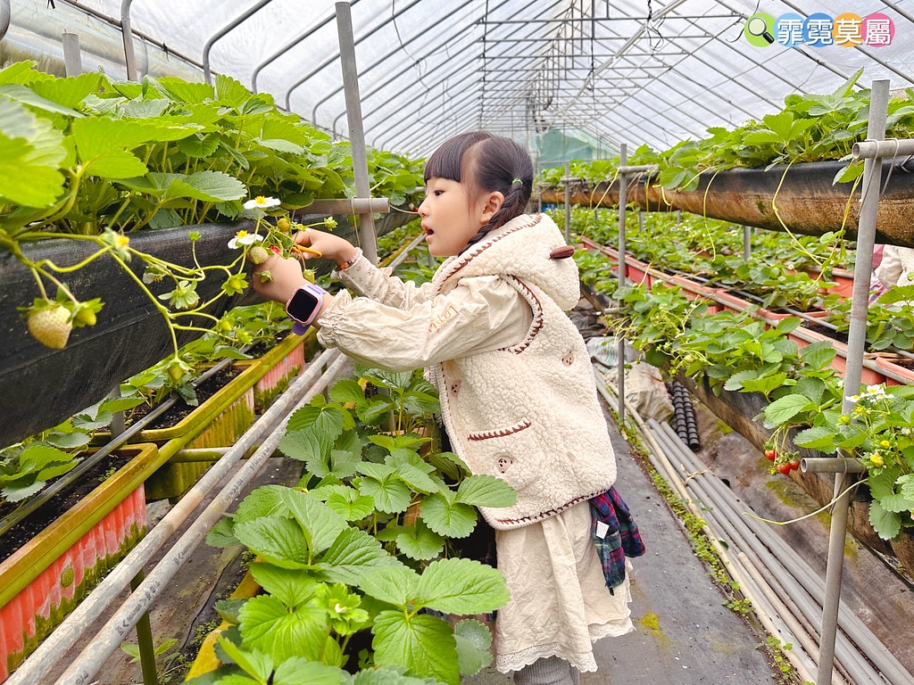 ★台北親子景點★ 內湖草莓園(內湖休閒農園),冬天限定小小草 S__111165505_0