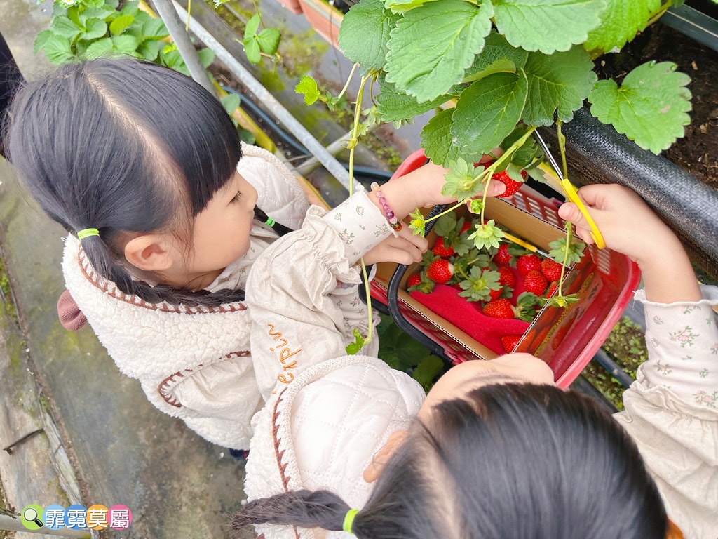 ★台北親子景點★ 內湖草莓園(內湖休閒農園),冬天限定小小草 S__111165503_0