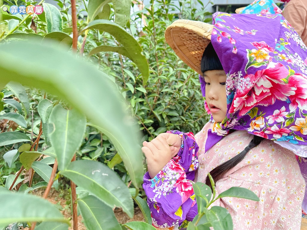★苗栗親子景點★ 銅鑼茶廠,可以看火車還能體驗採茶和製茶DI S__112484387_0