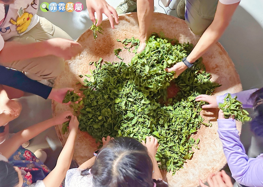 ★苗栗親子景點★ 銅鑼茶廠,可以看火車還能體驗採茶和製茶DI S__112484364_0