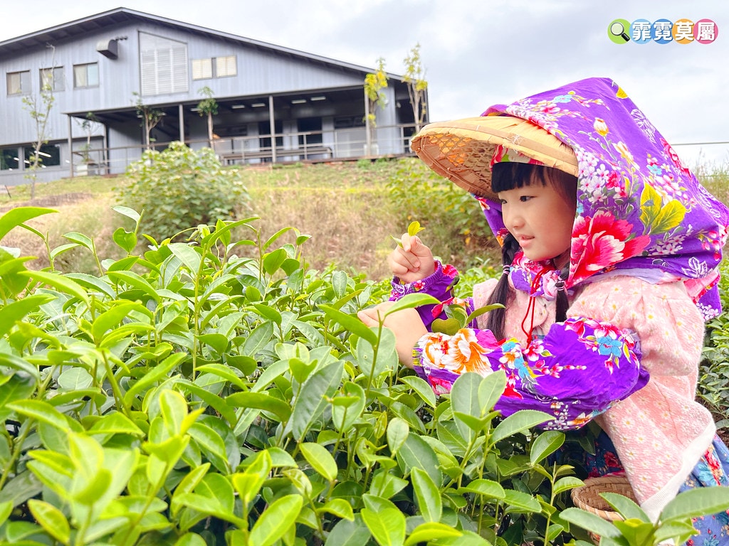 ★苗栗親子景點★ 銅鑼茶廠,可以看火車還能體驗採茶和製茶DI S__112484393_0