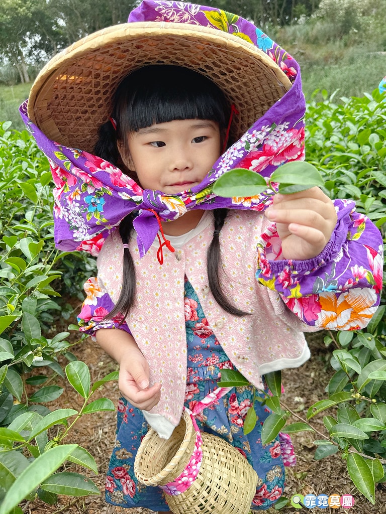 ★苗栗親子景點★ 銅鑼茶廠,可以看火車還能體驗採茶和製茶DI S__112484390_0