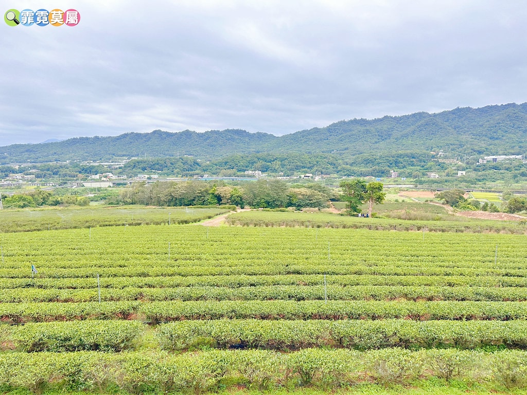 ★苗栗親子景點★ 銅鑼茶廠,可以看火車還能體驗採茶和製茶DI S__112484382_0