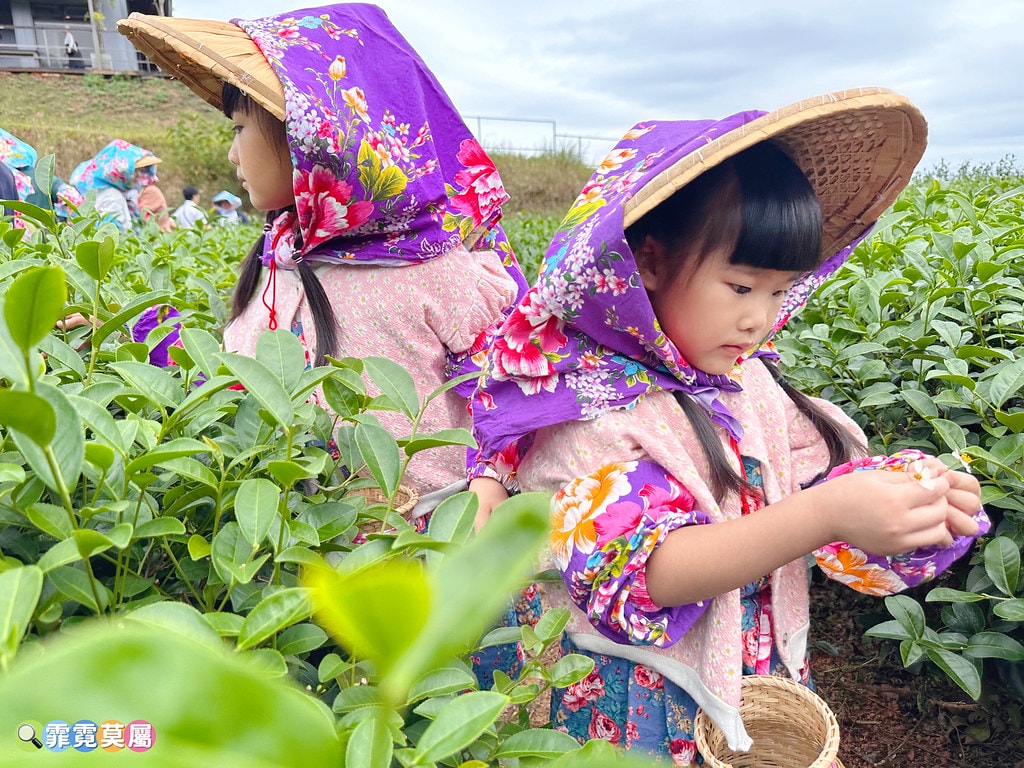 ★苗栗親子景點★ 銅鑼茶廠,可以看火車還能體驗採茶和製茶DI S__112484394_0