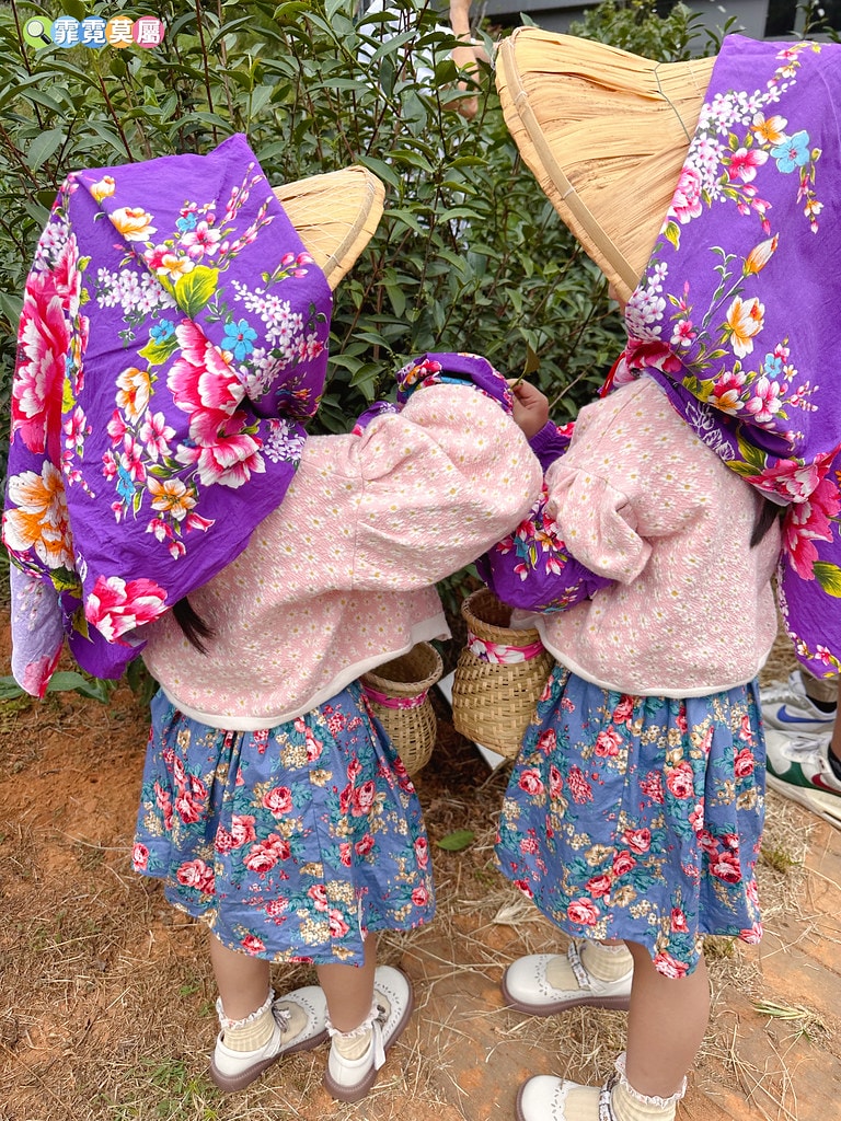 ★苗栗親子景點★ 銅鑼茶廠,可以看火車還能體驗採茶和製茶DI S__112484386_0