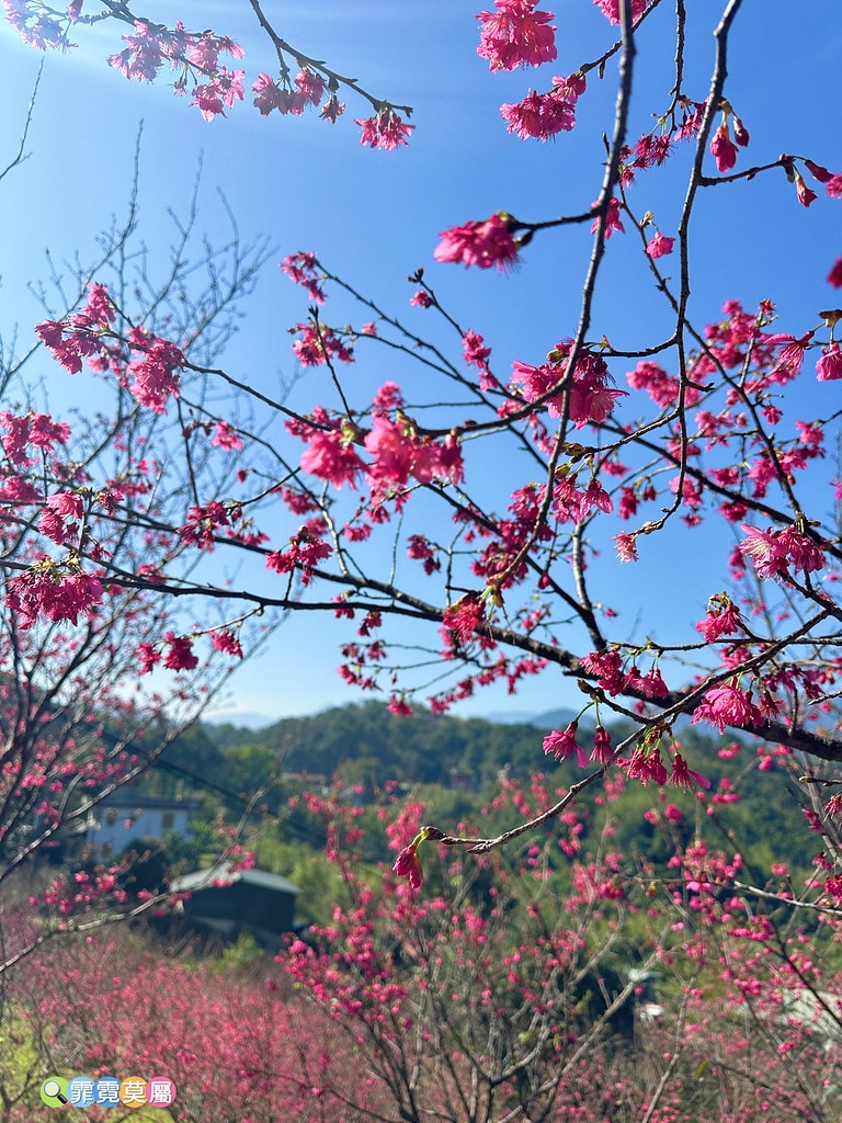 ★新北景點★ 文山農場,穿浴衣賞櫻花漫步在茶園裡,還可以露營 S__113737856_0
