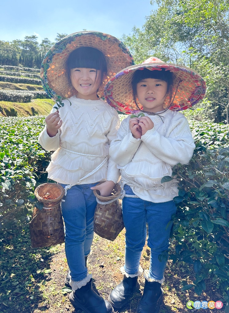 ★新北景點★ 文山農場,穿浴衣賞櫻花漫步在茶園裡,還可以露營 S__113737837_0