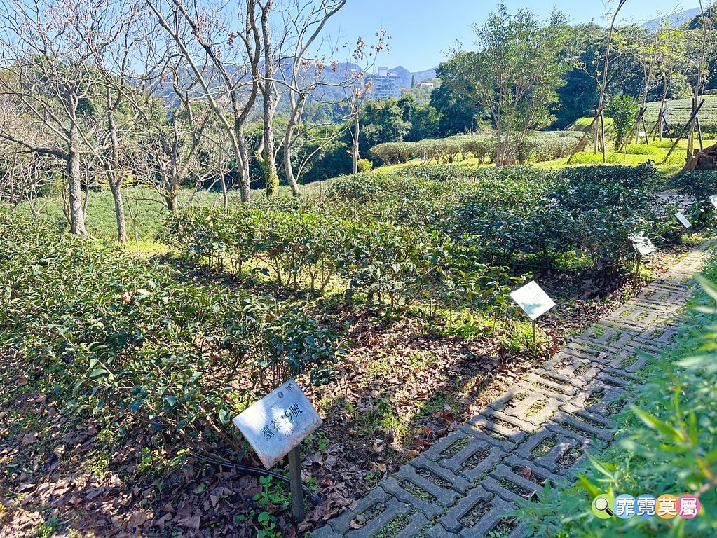 ★新北景點★ 文山農場,穿浴衣賞櫻花漫步在茶園裡,還可以露營 S__113737877_0