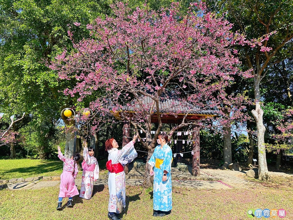 ★新北景點★ 文山農場,穿浴衣賞櫻花漫步在茶園裡,還可以露營 S__113737848_0