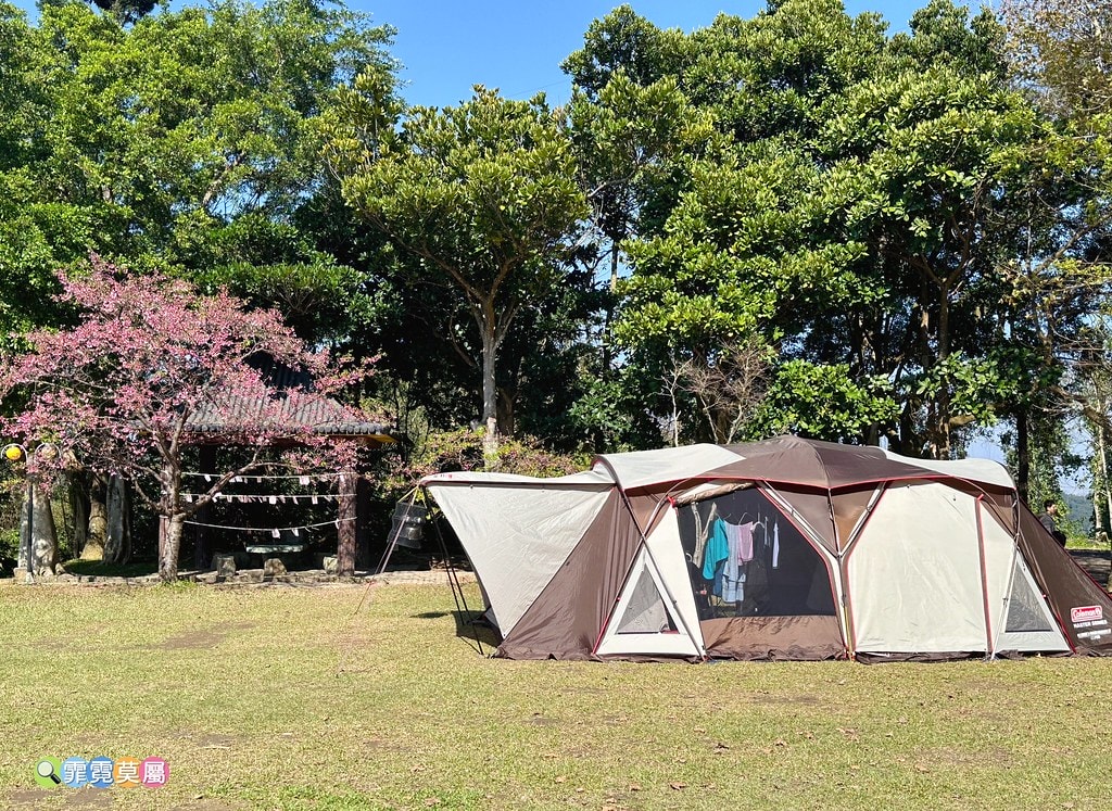 ★新北景點★ 文山農場,穿浴衣賞櫻花漫步在茶園裡,還可以露營 S__113737879_0