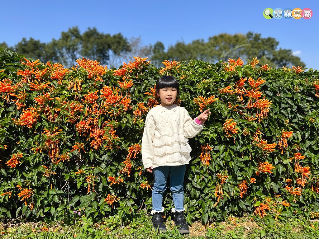 ★新北景點★ 文山農場,穿浴衣賞櫻花漫步在茶園裡,還可以露營 S__113737861_0