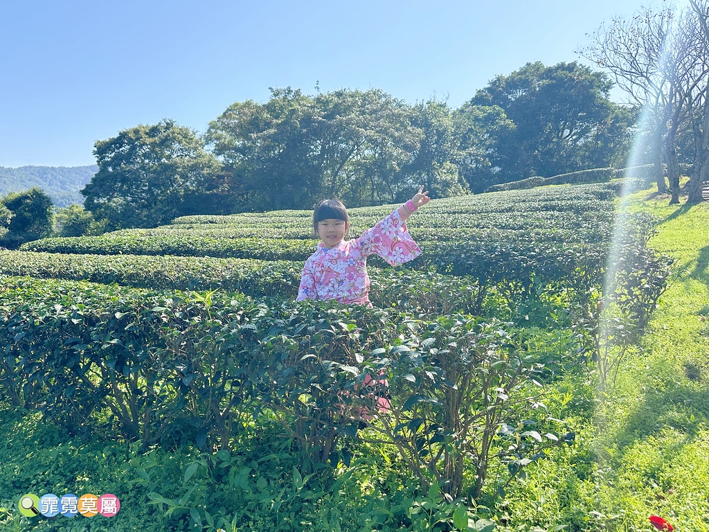 ★新北景點★ 文山農場,穿浴衣賞櫻花漫步在茶園裡,還可以露營 S__113737845_0