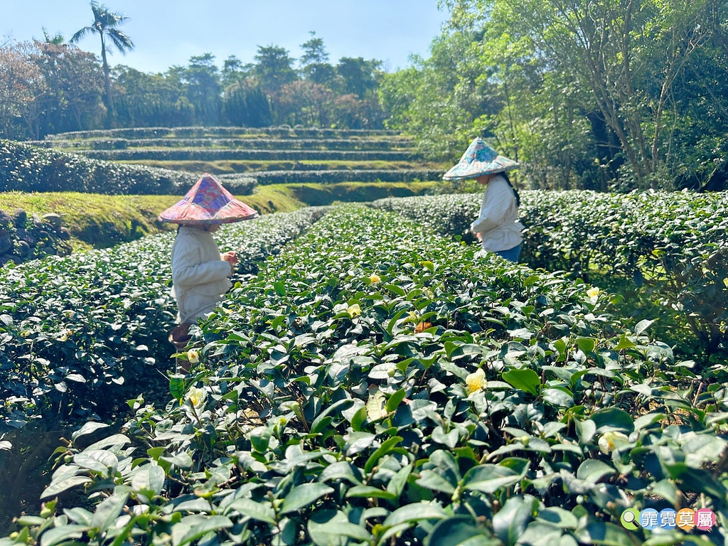 ★新北景點★ 文山農場,穿浴衣賞櫻花漫步在茶園裡,還可以露營 S__113737839_0