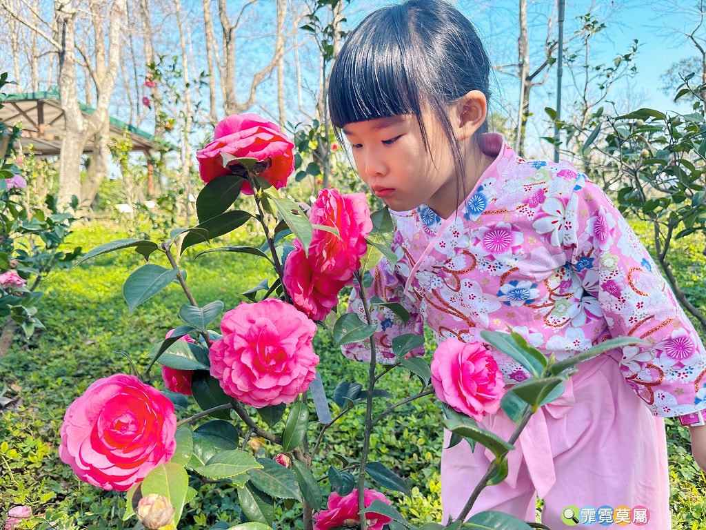 ★新北景點★ 文山農場,穿浴衣賞櫻花漫步在茶園裡,還可以露營 S__113737833_0