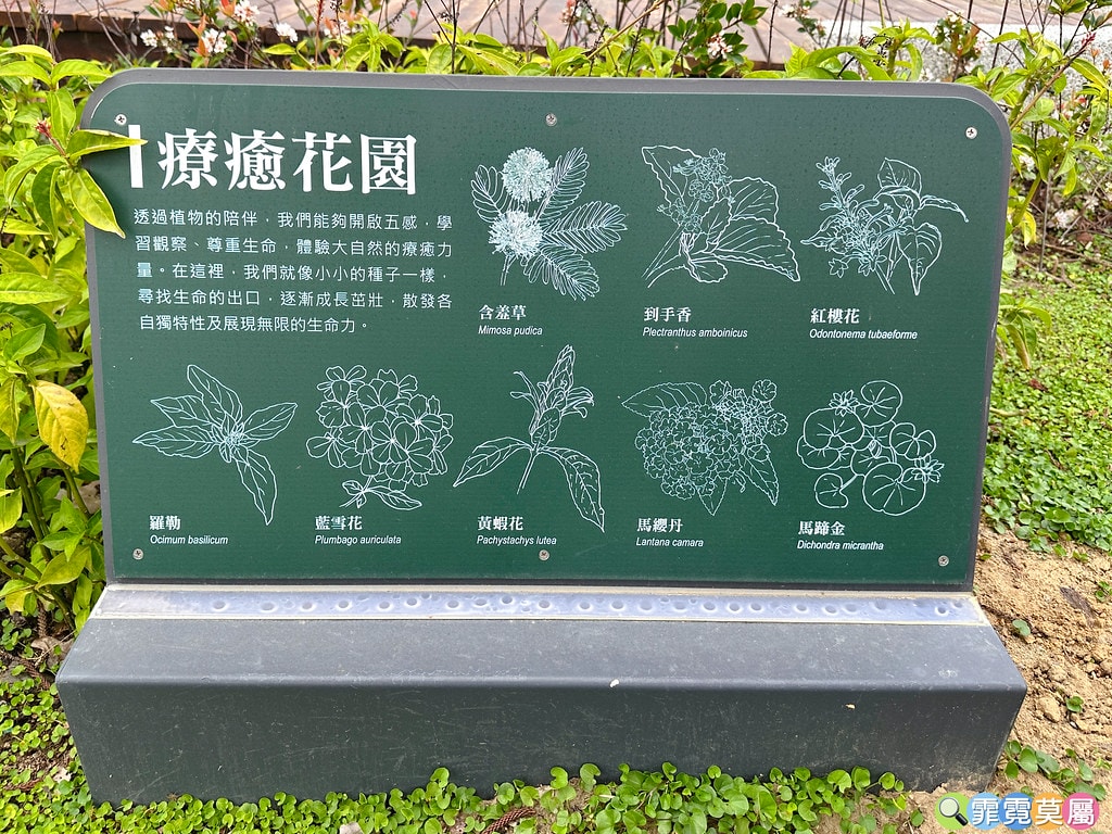 ★桃園公園★ 龍潭綠杉林公園,最新打造的山訓闖關遊戲場,全新 500554689142587426_0