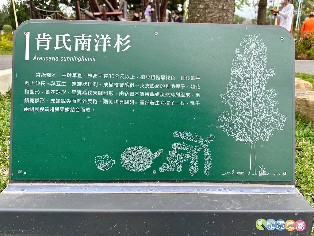 ★桃園公園★ 龍潭綠杉林公園,最新打造的山訓闖關遊戲場,全新 S__114704504_0