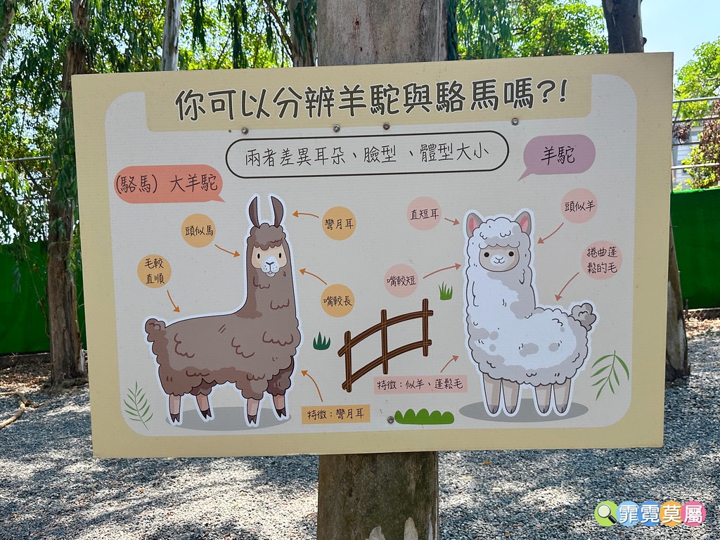 ★嘉義親子景點★ 咩咩上樹萌寵樂園,最新景點有可愛萌寵動物互 S__115810411_0