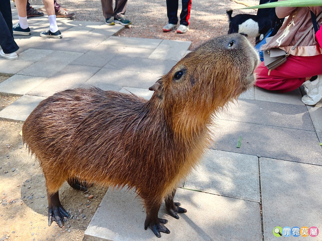 ★嘉義親子景點★ 咩咩上樹萌寵樂園,最新景點有可愛萌寵動物互 S__115810406_0