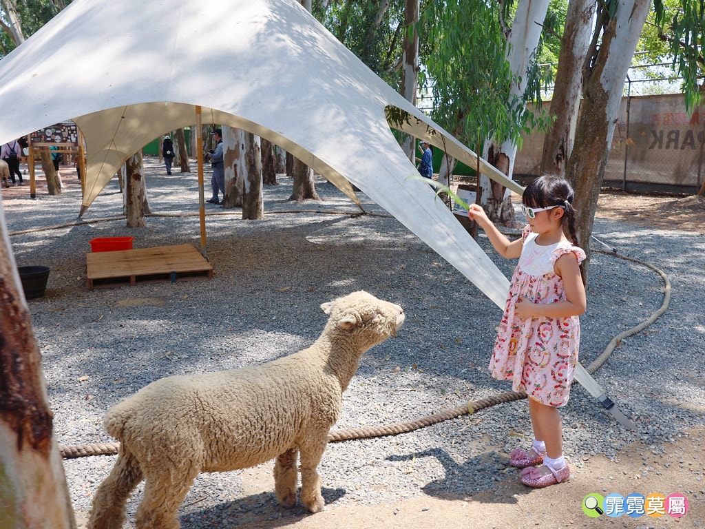 ★嘉義親子景點★ 咩咩上樹萌寵樂園,最新景點有可愛萌寵動物互 S__115810369_0