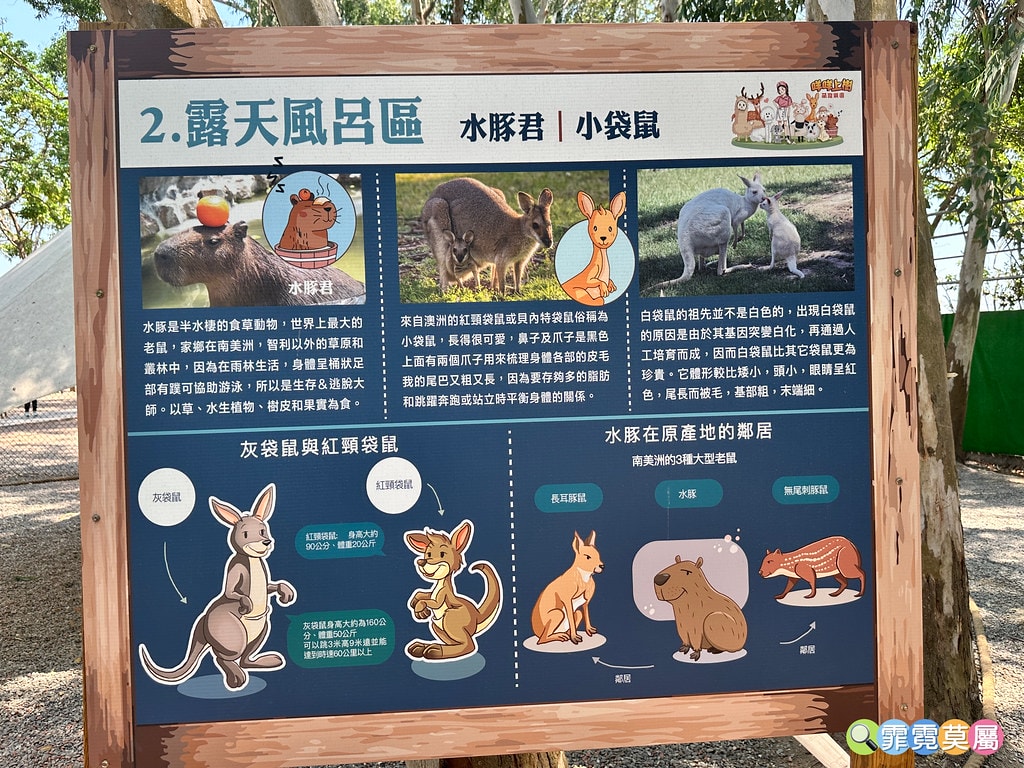 ★嘉義親子景點★ 咩咩上樹萌寵樂園,最新景點有可愛萌寵動物互 S__115810407_0