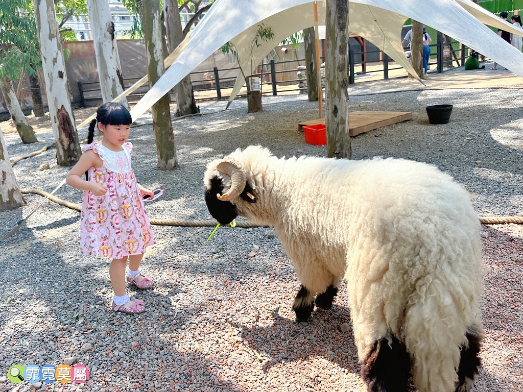 ★嘉義親子景點★ 咩咩上樹萌寵樂園,最新景點有可愛萌寵動物互 S__115810413_0