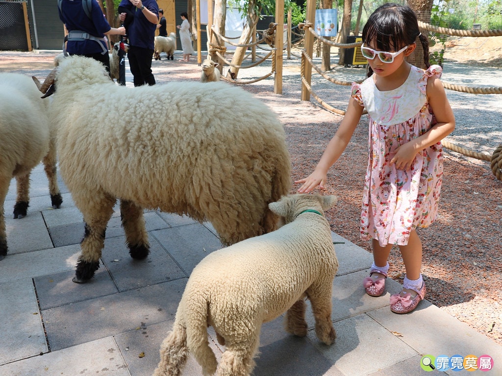 ★嘉義親子景點★ 咩咩上樹萌寵樂園,最新景點有可愛萌寵動物互 S__115810373_0