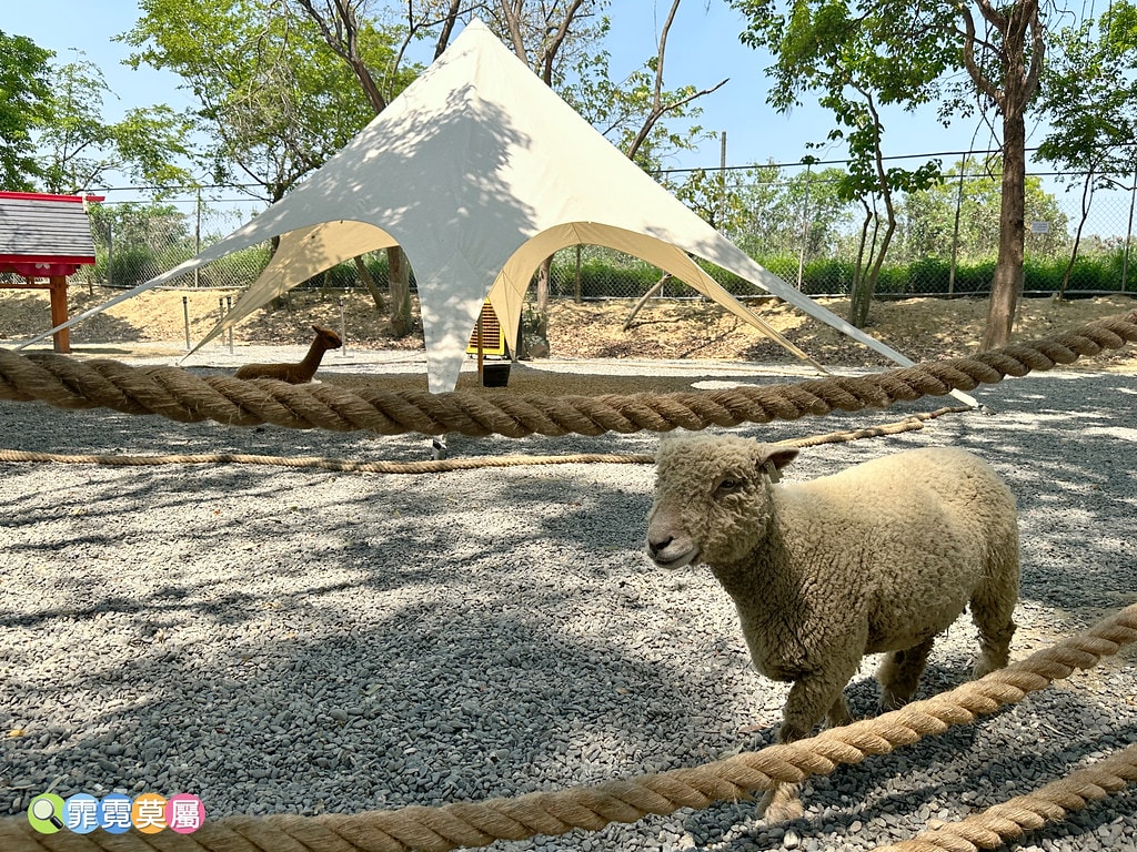 ★嘉義親子景點★ 咩咩上樹萌寵樂園,最新景點有可愛萌寵動物互 S__115810410_0