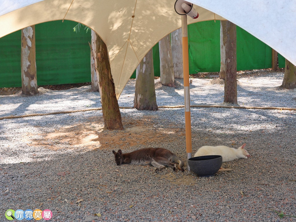 ★嘉義親子景點★ 咩咩上樹萌寵樂園,最新景點有可愛萌寵動物互 S__115810374_0