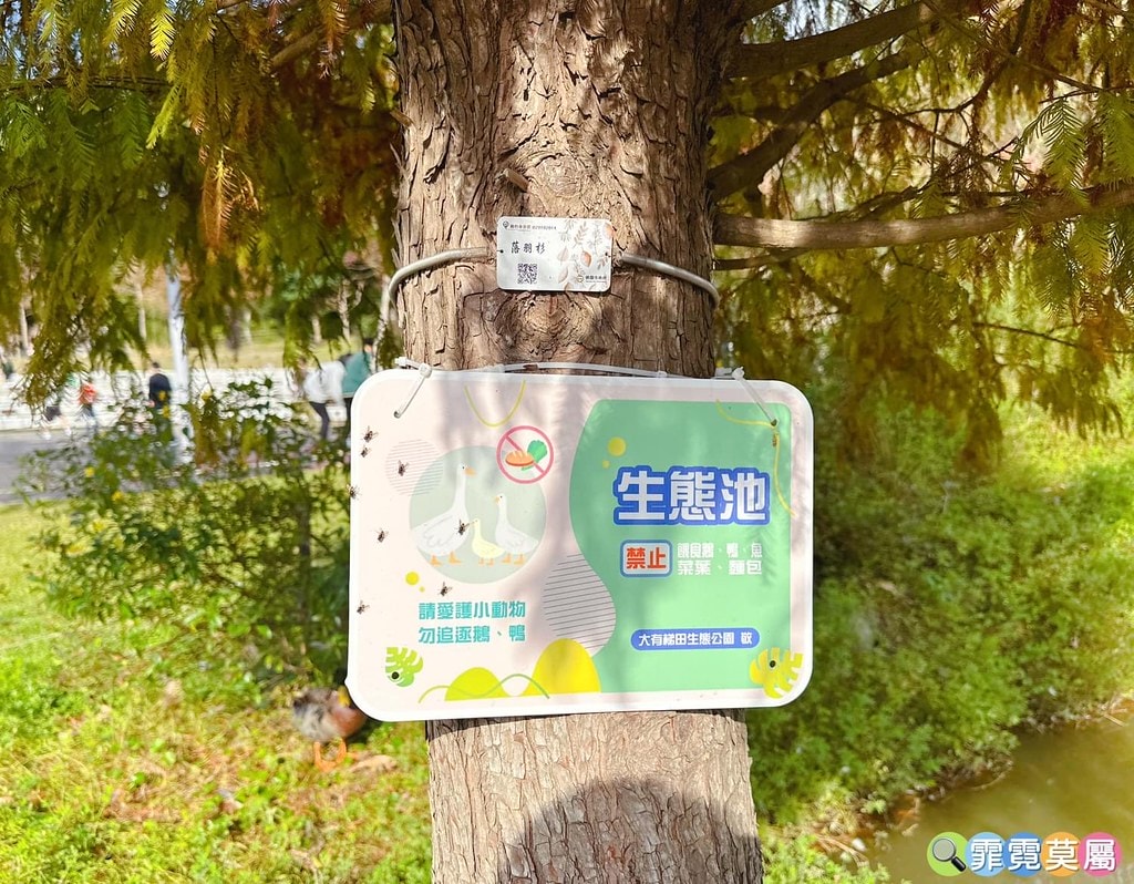 ★桃園公園★ 大有梯田生態公園,桃園最好玩的放電公園首選推薦 S__116039712_0