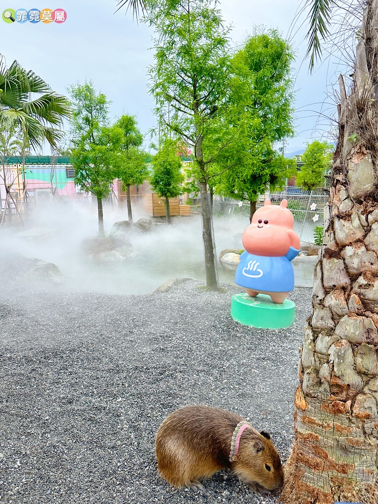 ★宜蘭住宿推薦★ 天使星夢渡假村,超夢幻異國風住宿,和動物互 S__116416612