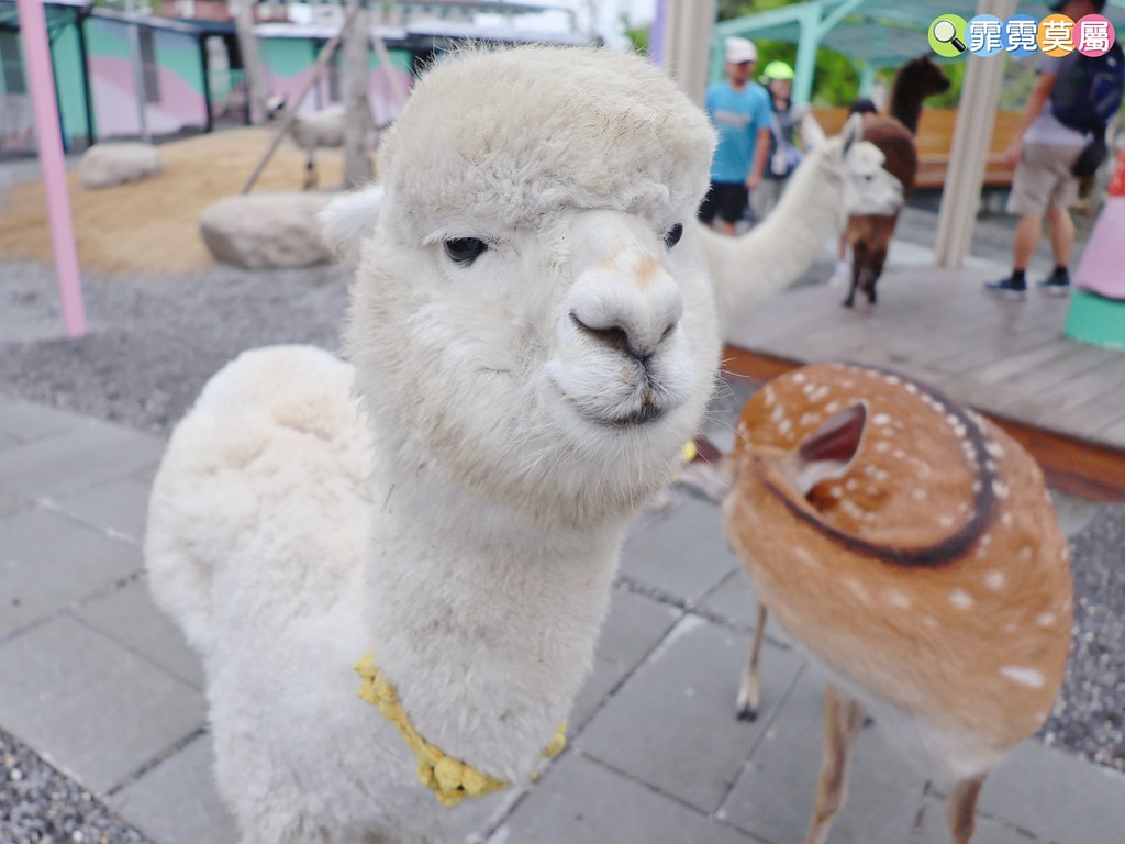 ★宜蘭住宿推薦★ 天使星夢渡假村,超夢幻異國風住宿,和動物互 S__116416595