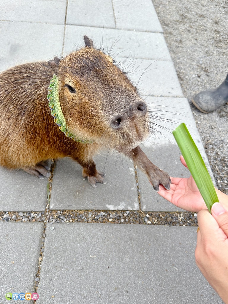 ★宜蘭住宿推薦★ 天使星夢渡假村,超夢幻異國風住宿,和動物互 S__116416609