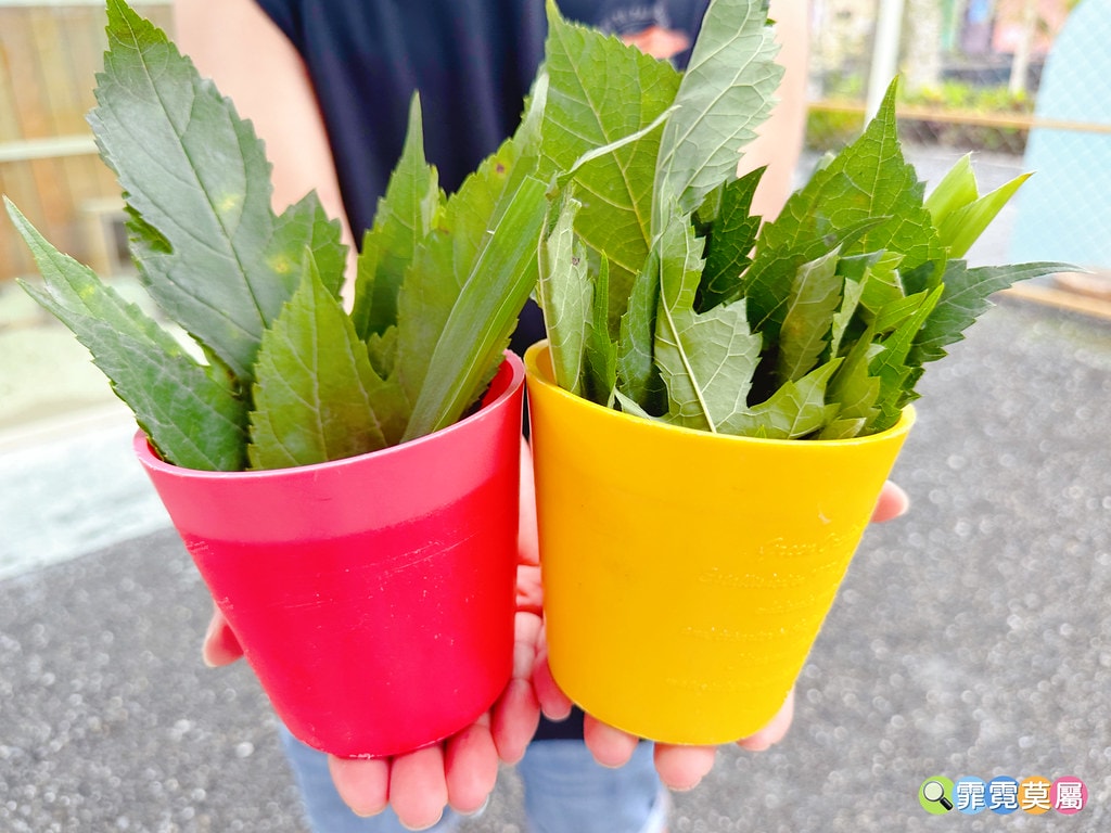 ★宜蘭住宿推薦★ 天使星夢渡假村,超夢幻異國風住宿,和動物互 S__116416618