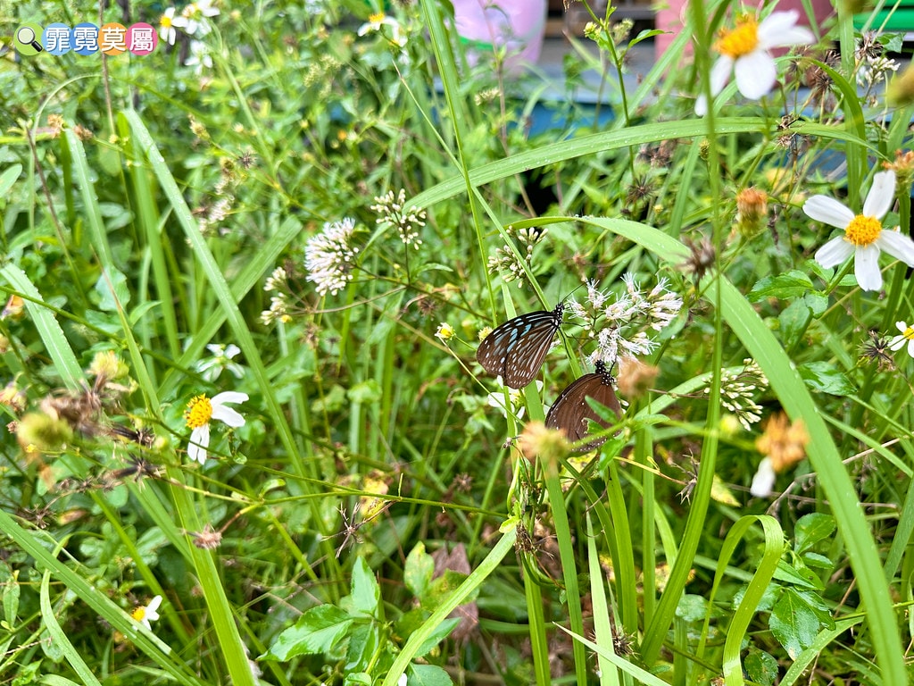 ★嘉義親子住宿推薦★ 築夢森居,豪華露營車生態體驗之旅! 漂 S__117268626_0